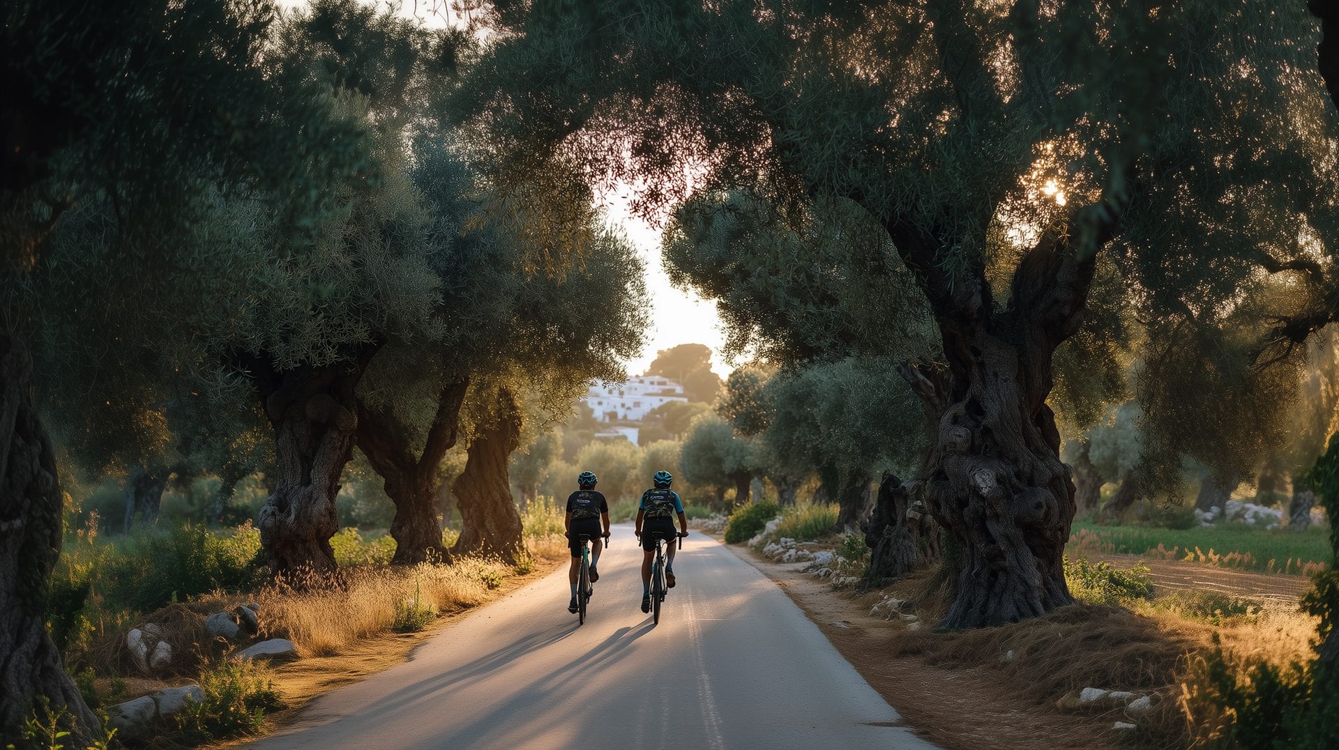 Cyclists on a sun-drenched road lined with ancient olive trees in the Valle d’Itria